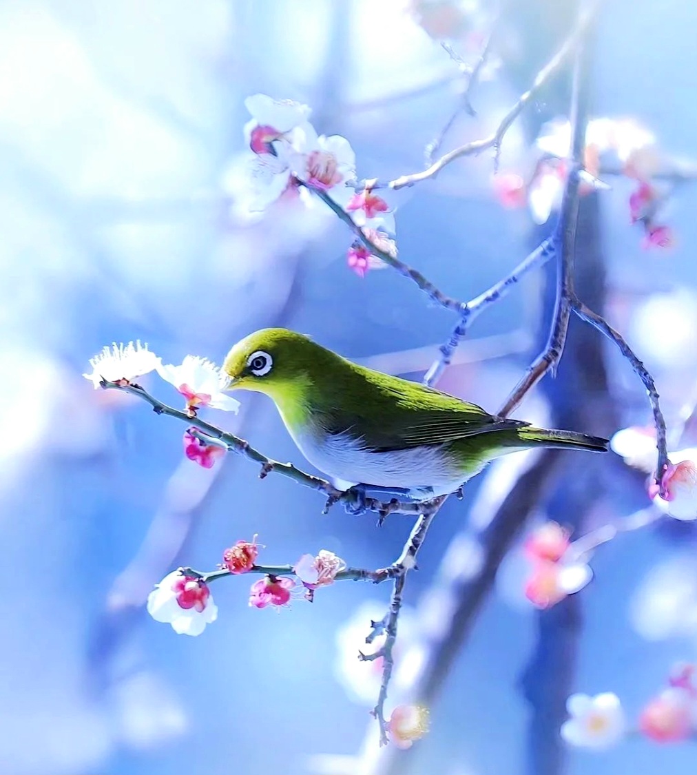 Clara_Merrick16's tweet image. A gentle bird perched on blooming branches, where spring quietly breathes🐦🌸

#bird
#spring