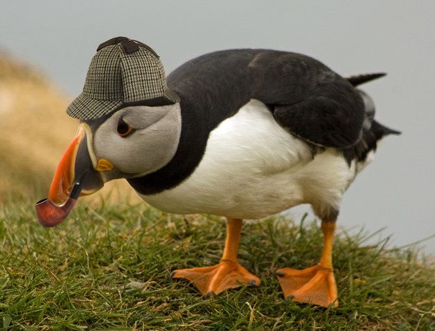 Puffin tweet media