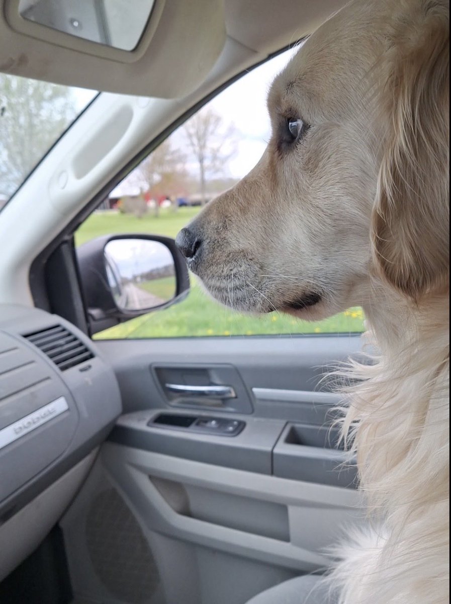Jack2Hip's tweet photo. Remy, my real estate partner, driving to properties. #lavignerealestate #remydog #windsoressex #chathamkent #realtor https://t.co/wcJ67R8lXK