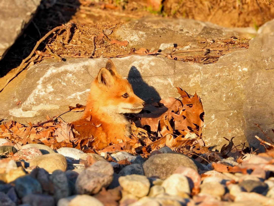 🍁 𝓣𝓱𝓮 𝓕𝓸𝔁 𝓛𝓲𝓯𝓮 🌾🦊 tweet media