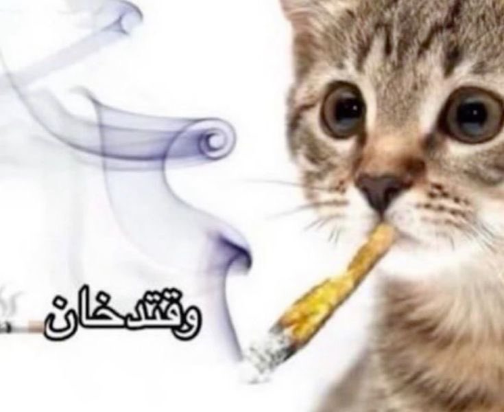 نجم tweet media