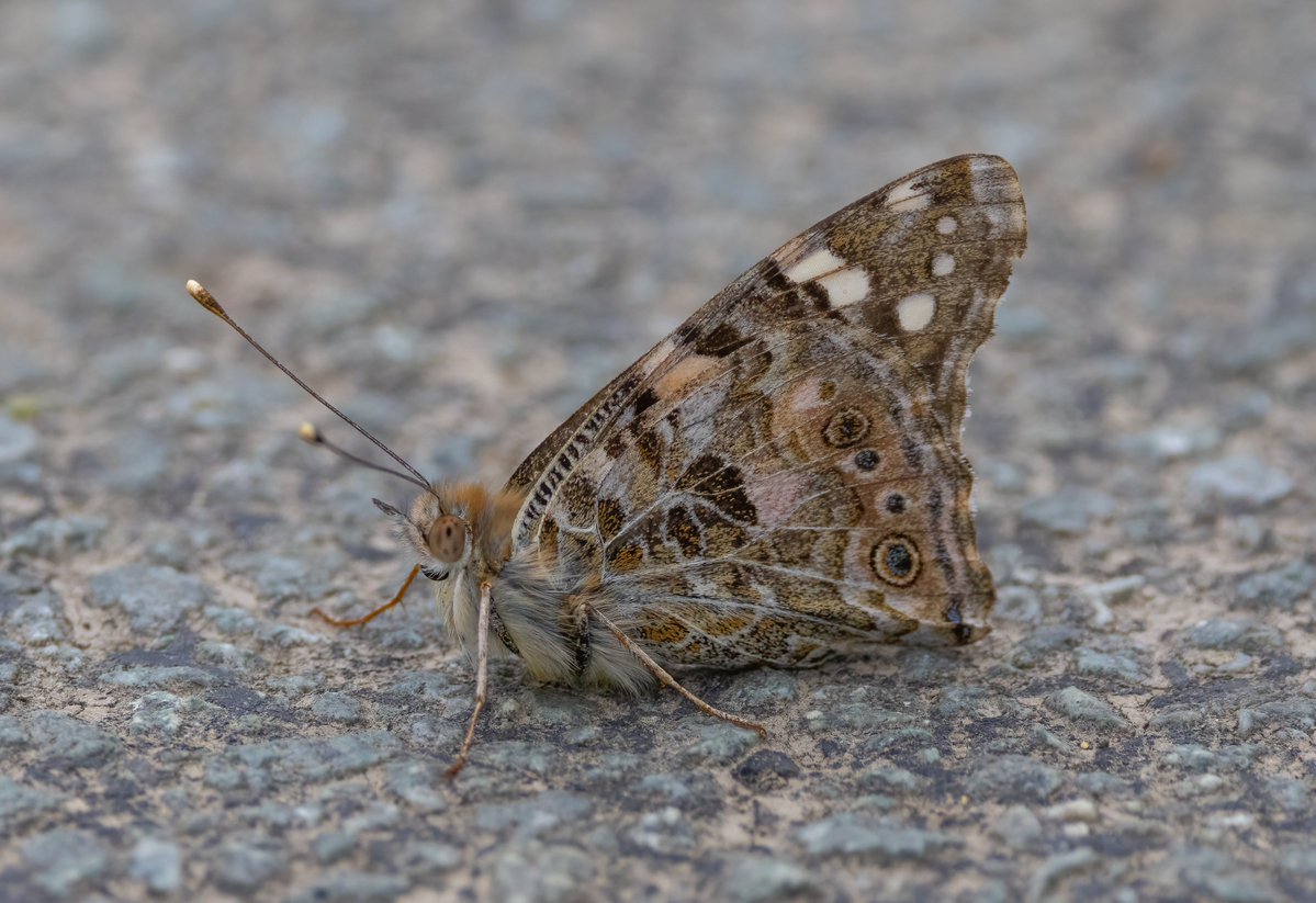 Wombourne Nature tweet media