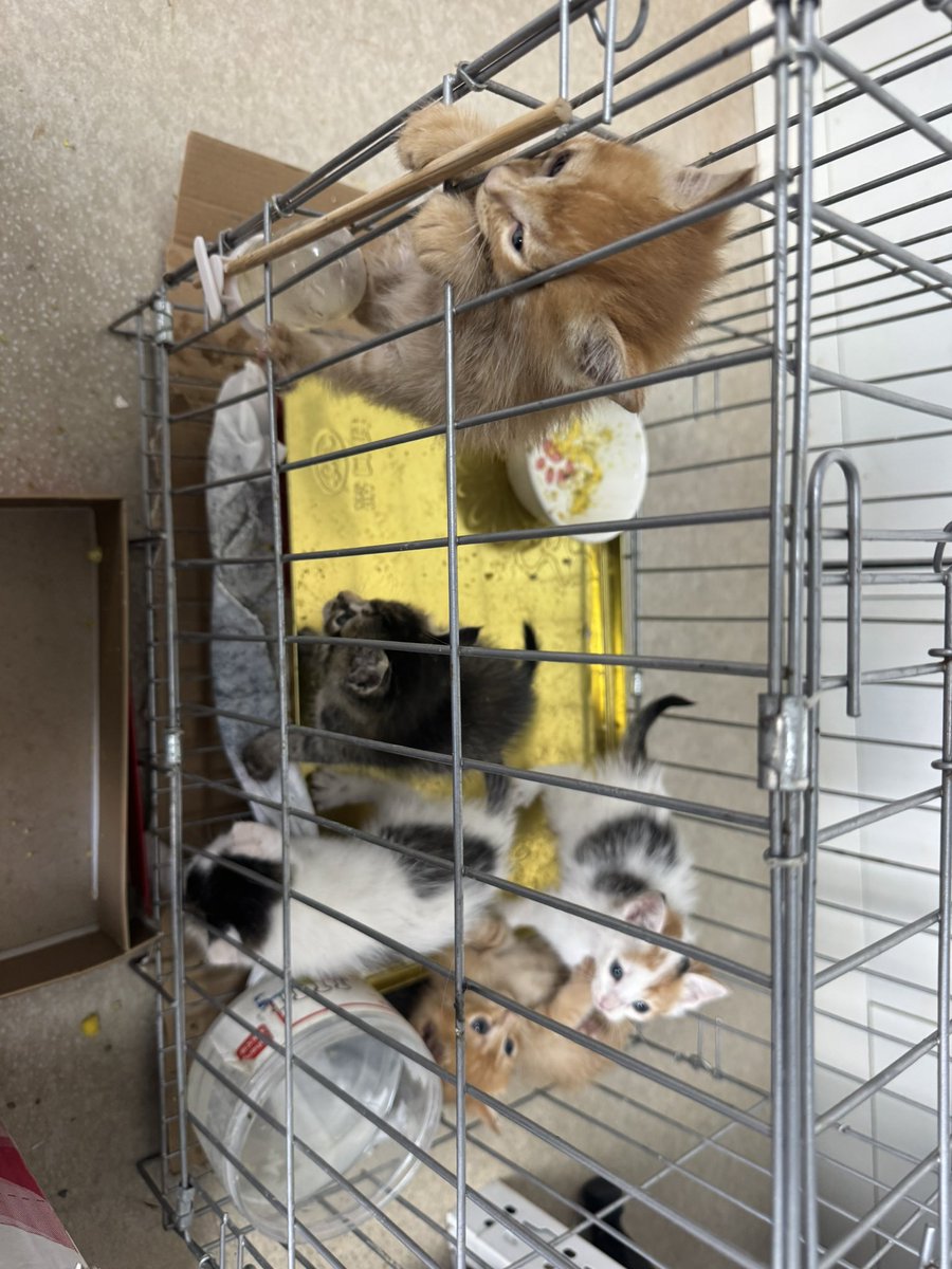 苯基乙胺 tweet media