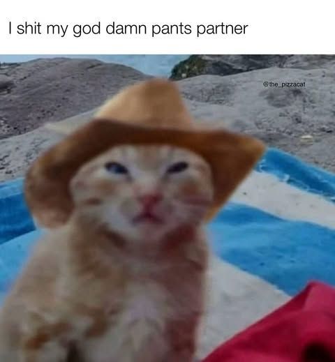 Cool Cat Society tweet media