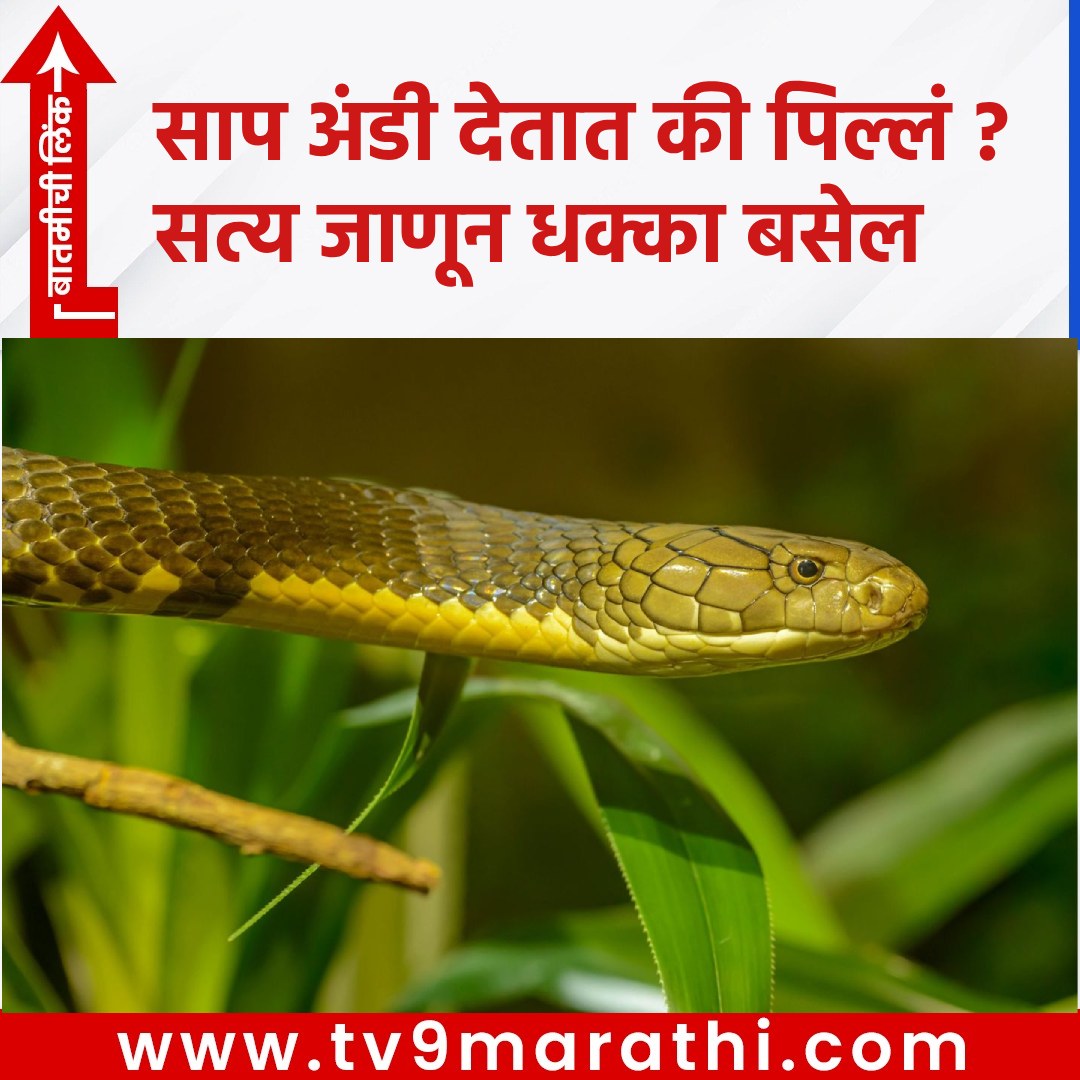 TV9Marathi's tweet image. साप अंडी देतात की पिल्लं ? सत्य जाणून धक्का बसेल 
 tv9marathi.com/web-stories/kn…
#knowledge #gk #snakeslayeggs #snakes #snakeseggs