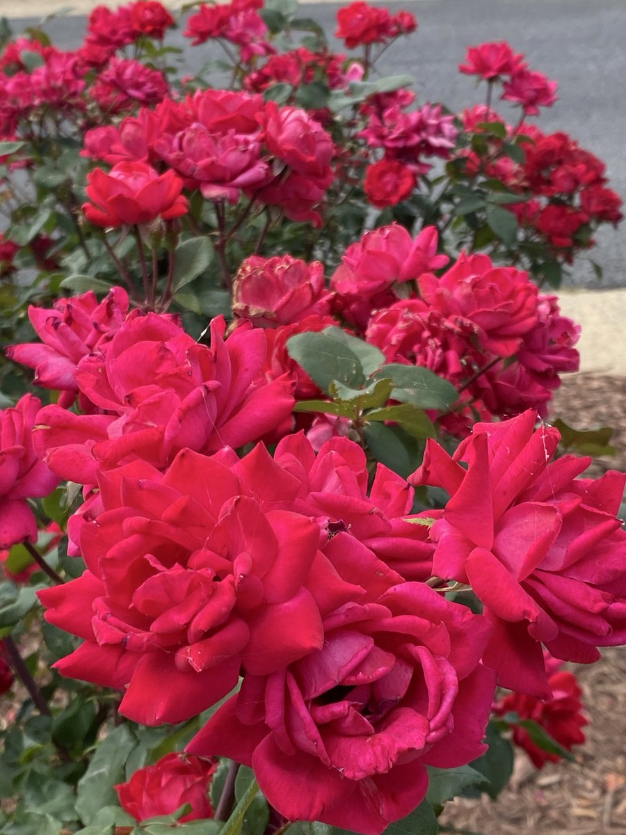 LiciousCoffee's tweet image. Good morning🌎💝💫
👋🏽Hello Saturday🌞☕️
Our #Weekend is here

It’s #Saturday &amp;amp; the #Tradition continues until FOREVER

As She EnJ0YS Her☕️🫖
Make Her feel nice

🩷🤍💙We🫱🏽 #Flowers 4 @IAMANITABAKER 

A Muse +🌳🌸Nature +Inspiration+Imagination=💝

😘For #AnitaBakerSaturdays 👸🏽🙌🏽