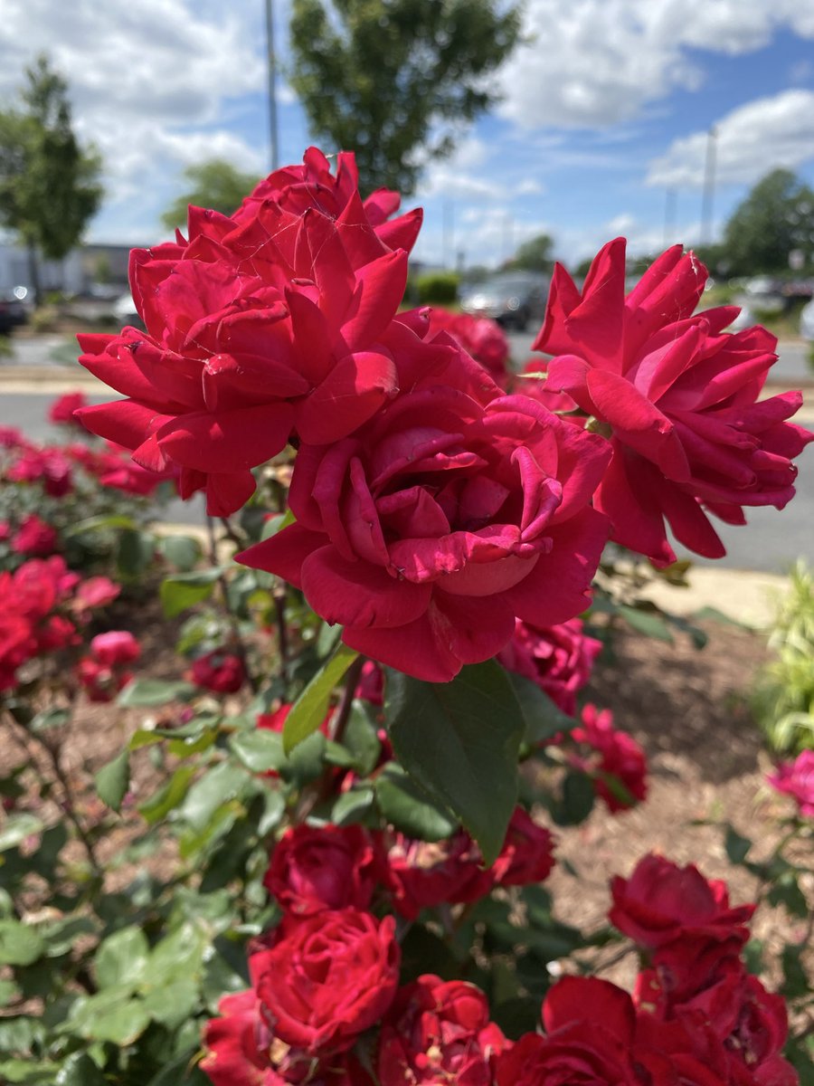 LiciousCoffee's tweet image. Good morning🌎💝💫
👋🏽Hello Saturday🌞☕️
Our #Weekend is here

It’s #Saturday &amp;amp; the #Tradition continues until FOREVER

As She EnJ0YS Her☕️🫖
Make Her feel nice

🩷🤍💙We🫱🏽 #Flowers 4 @IAMANITABAKER 

A Muse +🌳🌸Nature +Inspiration+Imagination=💝

😘For #AnitaBakerSaturdays 👸🏽🙌🏽