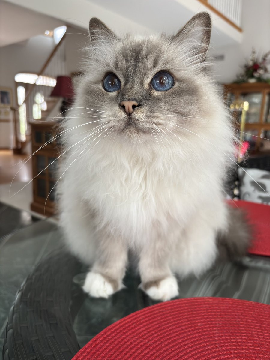 ElizGriff2016's tweet image. It’s #Caturday spa day but our appointments are delayed - we’ve been helping Mama make our cousins carrot cake for her birthday party today
♥️😘Ari &amp;amp; Cali💋♥️ #CatsOfX