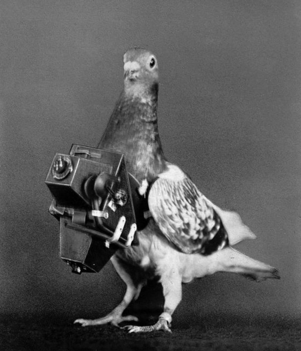 Joe Chip tweet media