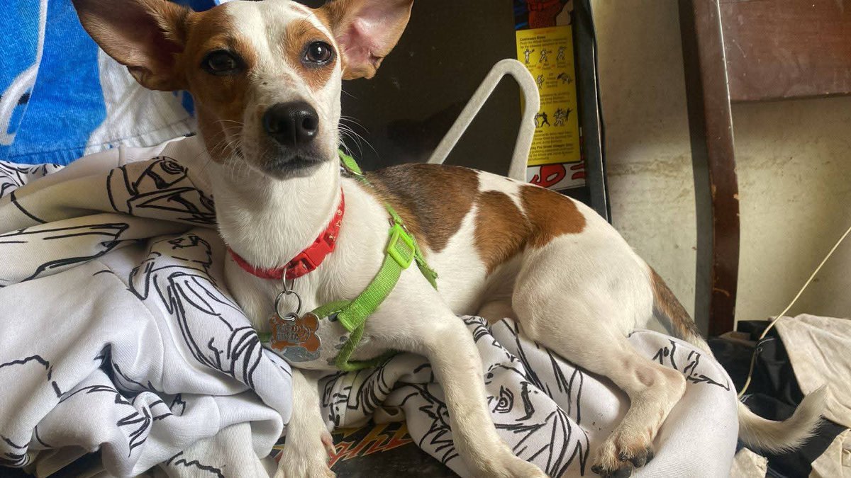 SERVICIO SOCIAL✅️
SE BUSCA A SU FAMILIA 📣‼️

Hola buenas seguimos en busca de familia de este perrito, lo encontramos enfrente del colegio padre arrupe el 12 de abril perdido y asustado, un coche casi lo atropella y por eso lo trajimos a nuestro hogar por favor si lo conocen o