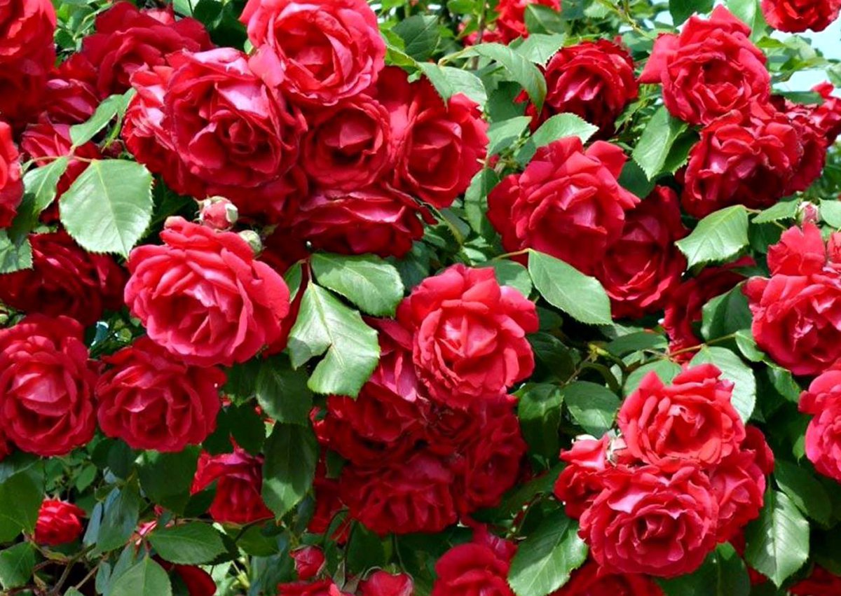 V Shivananda Kumar tweet media