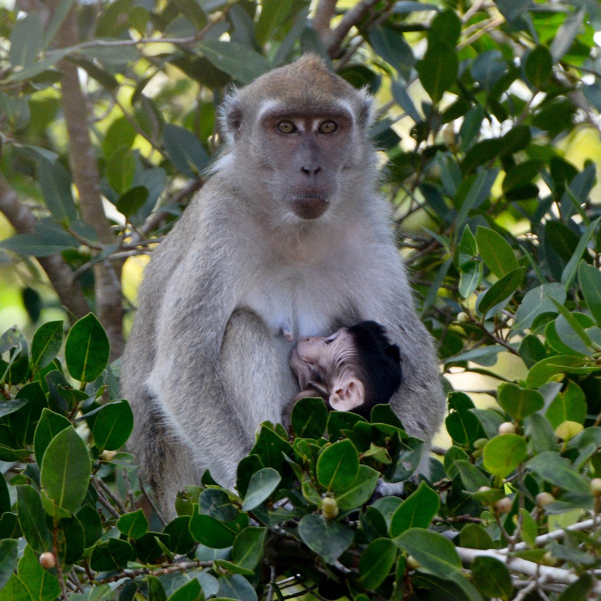 projectnoah's tweet photo. A Crab-Eating Macaque, Macaca Fascicularis, is Project Noah’s Spotting of the Month for May! Photographed by honosuryo in a mangrove on the island of Borneo, this mother is seen protecting her young.  #wildlifeplanet
https://t.co/tNVTEsigM7 https://t.co/pIWALviBwc