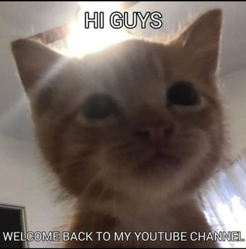Silly little cats tweet media