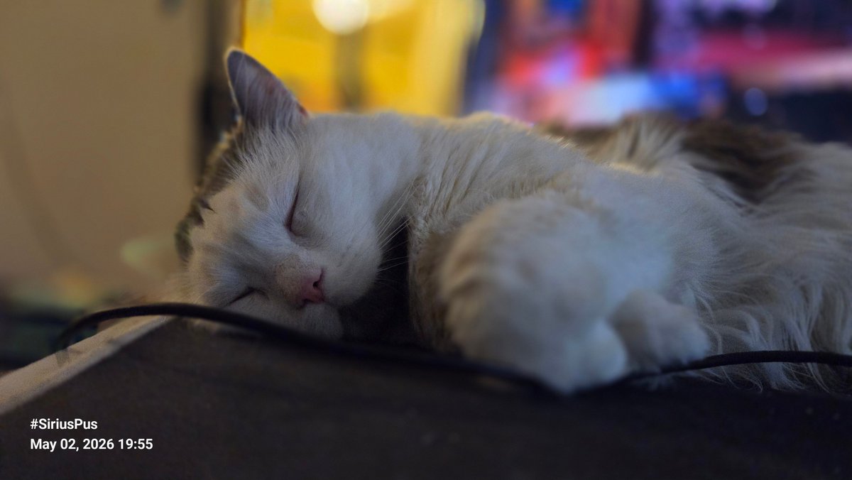 orhusby's tweet image. Caturdays are allright for snoozing

#SiriusPus #CatsOfBlueSky #Caturday #catsoftwitter