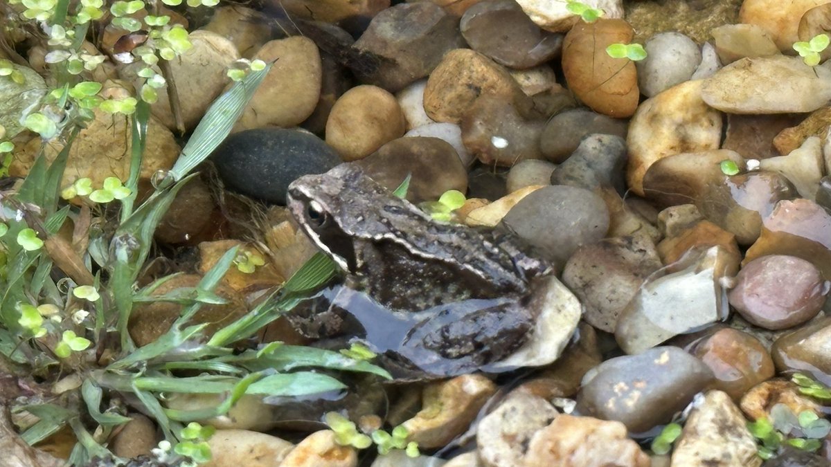 devilscustard's tweet image. Saturday nights used to be about dancing until 4am. Now I take photos of frogs in our pond. #evolution
