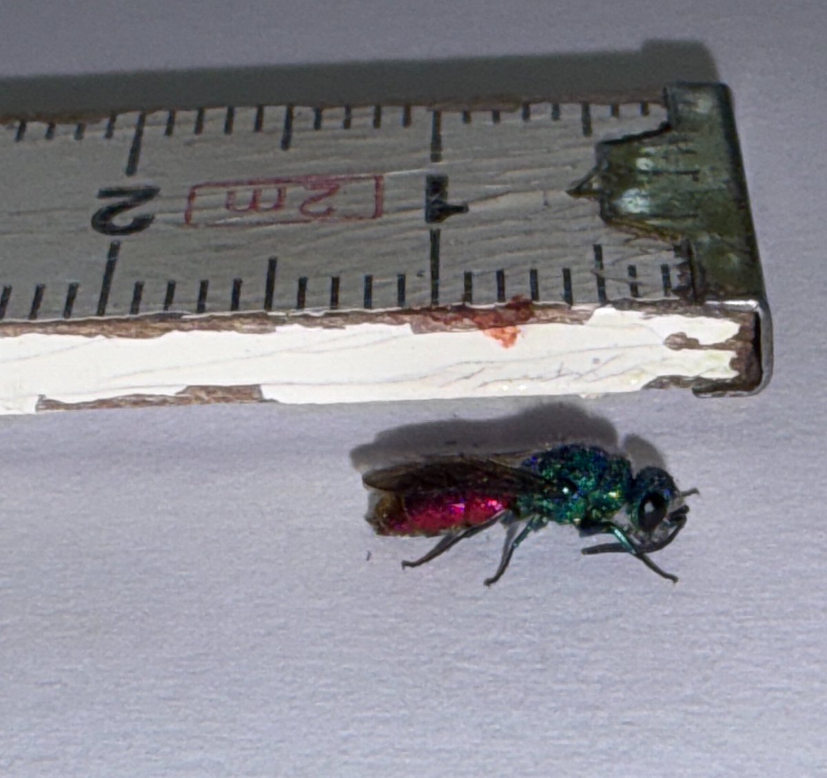 NorwaySkandin's tweet image. #insects #Insekten #Wespen #Frühling #nature #Natur #garden #Garten #Wespe #spring

Eine Goldwespe der Gattung Chrysis flog im Wintergarten umher.