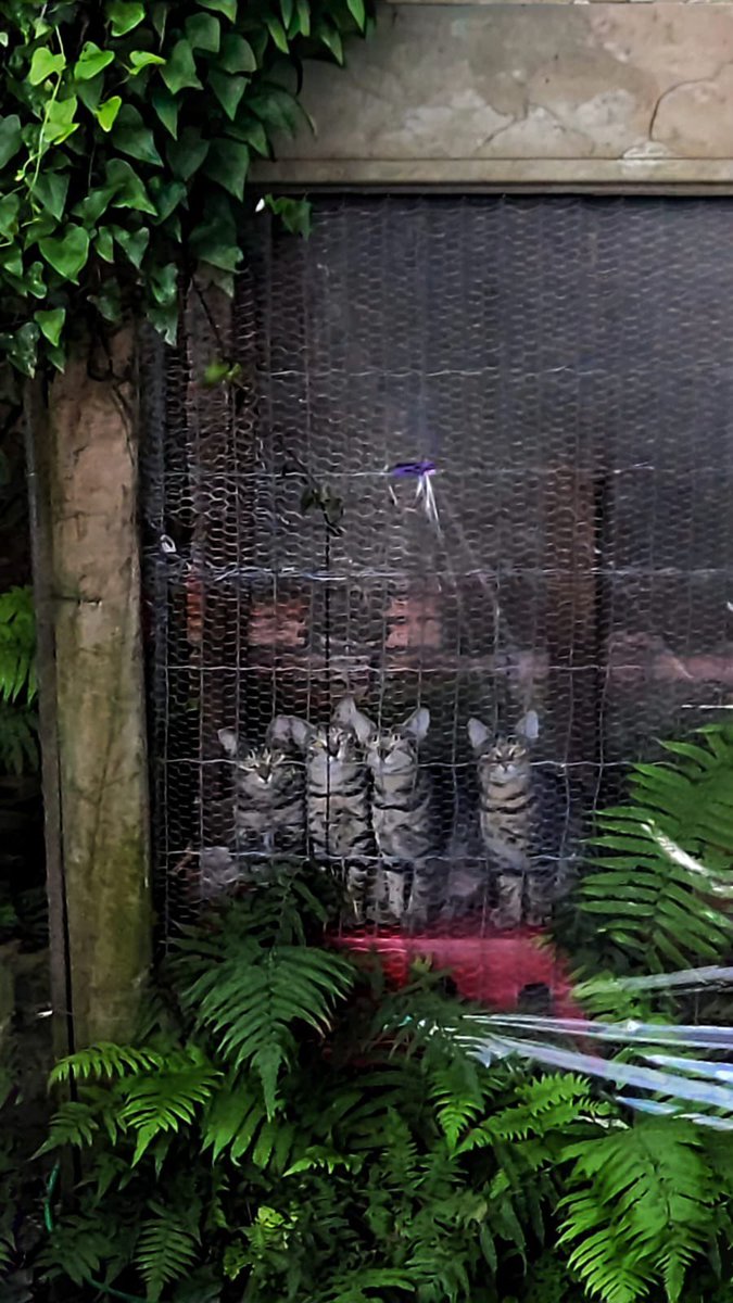 Ajudem a gente a ajudar os gatinhos! Estamos com um total de 28,14 para adoção em Porto Alegre. Muitos tigrinhos e pretinhos, infelizmente os mais rejeitados. Estou vendendo 6 dos meus 9 livros por R$100 na promoção pra ajudar os Averbucats!  instagram.com/averbucats?igs… Minha mãe
