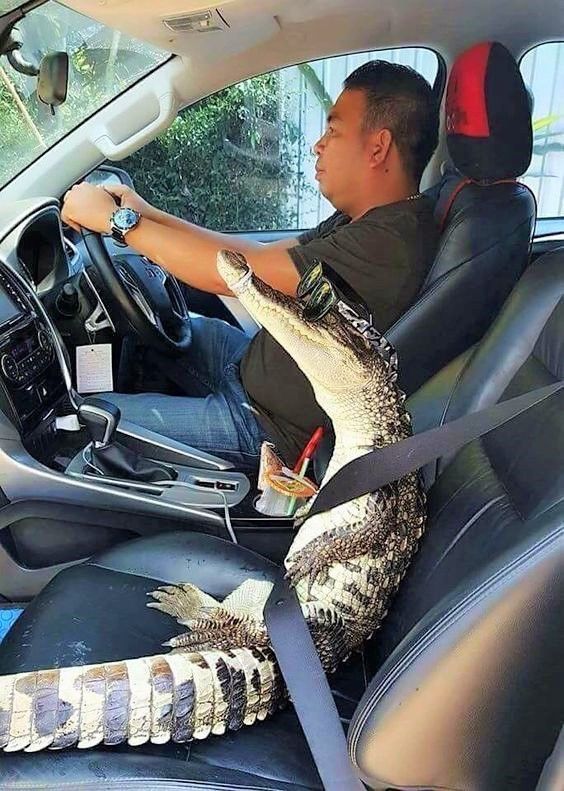 crocodile tweet media