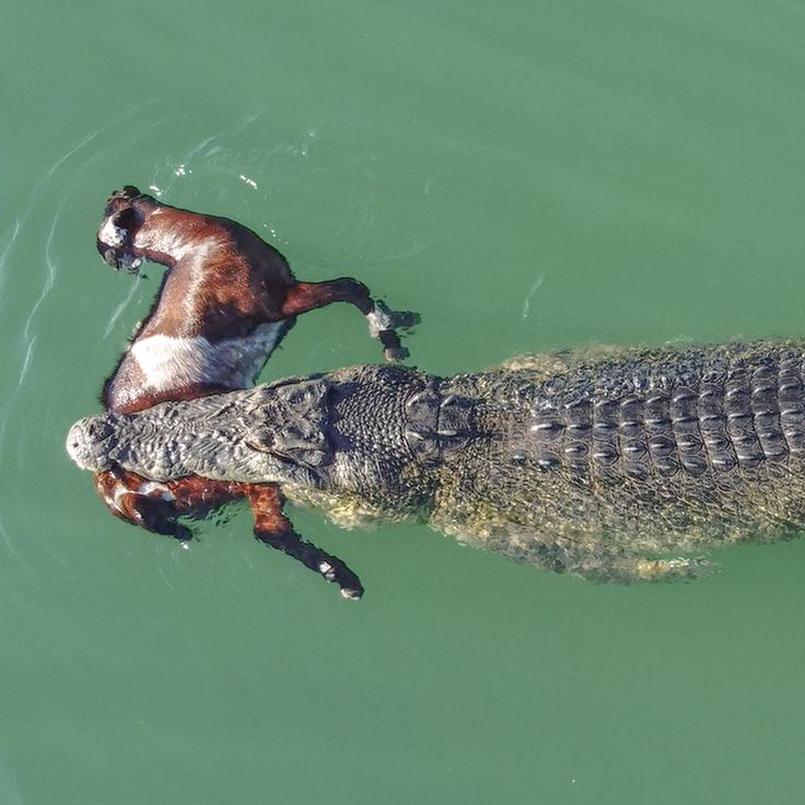 crocodile tweet media