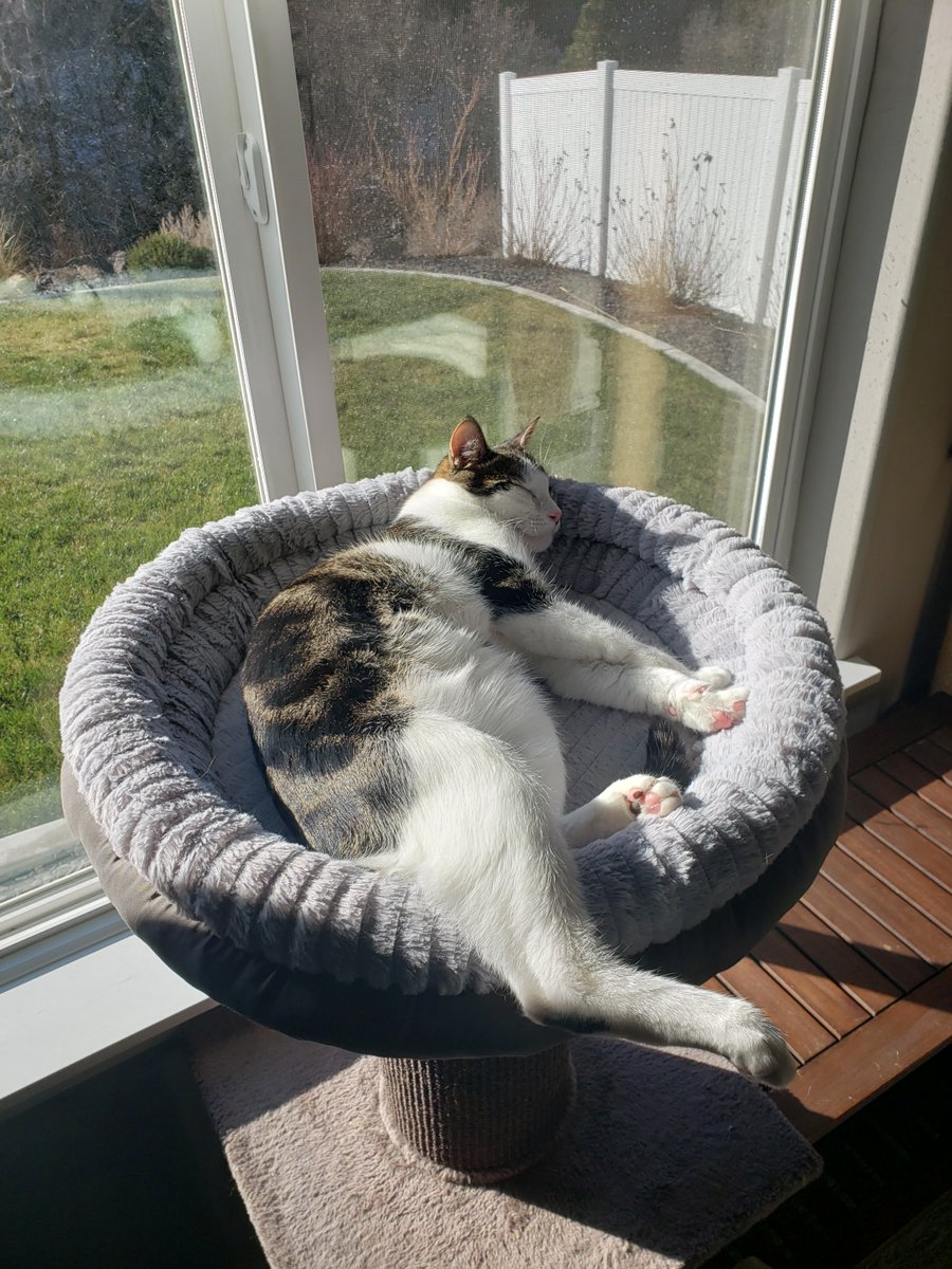 LiftForever67's tweet image. #WeekendVibes 
#Caturday #CatsOfTwitter