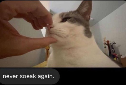 ꉂ𝟒⁰̲⁰̲ 𝒃𝐢𝐫𝐝𝐬 ∗ 𝒊ɳ α 𝐭𝐫𝐞𝐧𝐜𝐡𝐜𝐨𝐚𝐭🪽 tweet media
