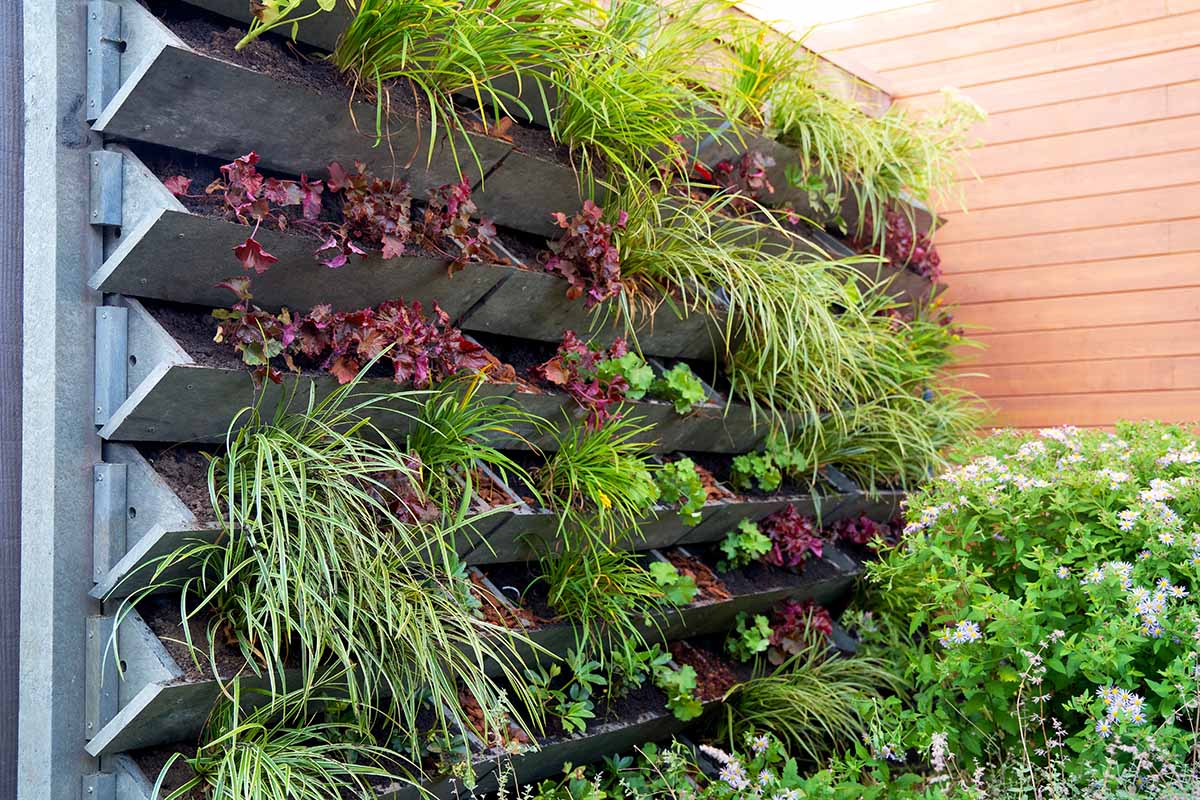 Gardeners_Path_'s tweet image. Beginner's Guide to Vertical Gardening - Vertical gardening offers numerous benefits, including saving a ton of ground space without sacrificing yields. Learn the basics now on Gardener's Path. #gardeningtips #growyourown gardenerspath.com/how-to/design/…