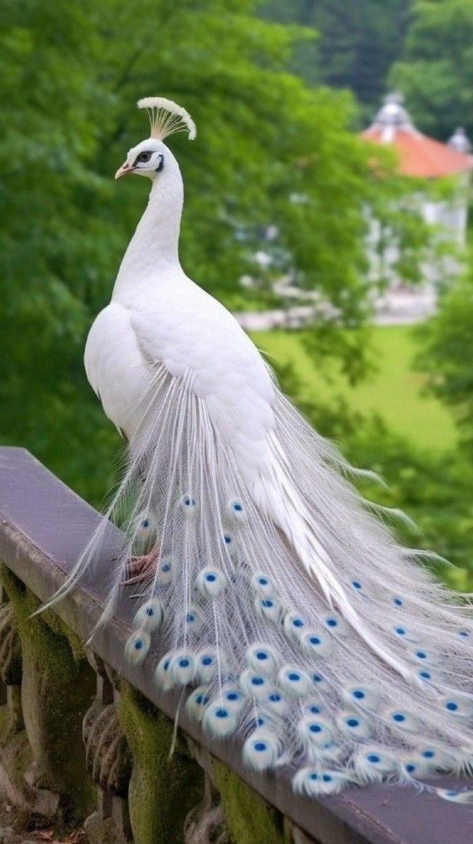 peacock tweet media