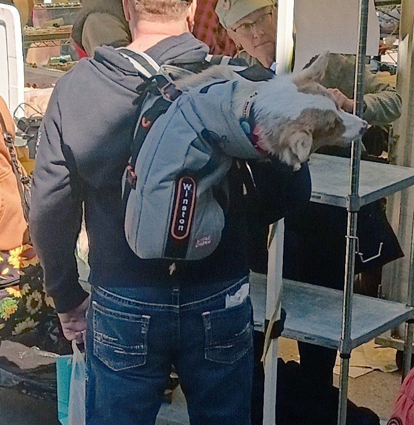 jopehaley's tweet image. Dog in a backpack 
And I just saw a toddler trying to  unlodge his Ninja Turtles shoe from a sewer grate 😁
#FarmersMarket