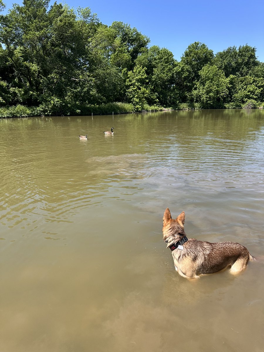 KateSmith214's tweet image. North Texas is just showing off today!  48° this morning, 72° this afternoon. I’m never going inside.  Love love love! 💕 #Dallas #Texas #Spring