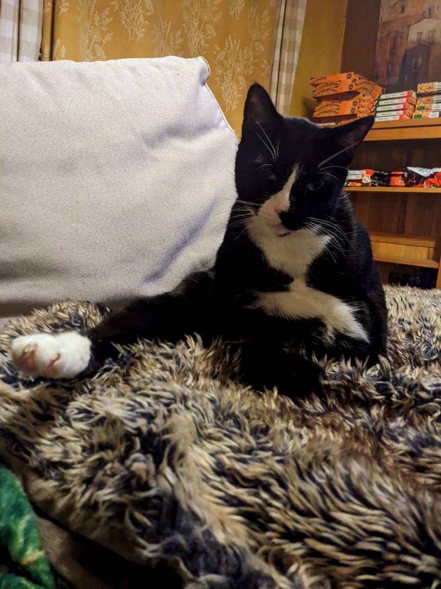 RetroCheating's tweet image. My ass needs scratching. Then scratch it yourself. I kill you. Not the I kill you monologue again, every time you don't get what you want. Papa? What? I kill you, haha #Cat #Kitten #KittyCat #Pet #Animal #Cats #Kitty #Kitties #CuteCats #Meow #Catlife #Catlover #CatoftheDay