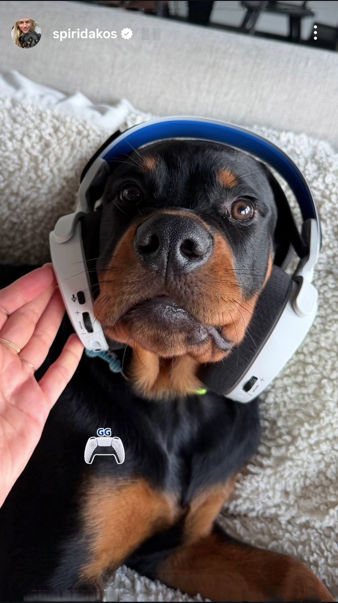 Ocelotl_Mx's tweet photo. 🐶 🎧🎮 Cali in her video game era🐾 🫂🤍
#TracySpiridakos #JesseLeeSoffer #Cali
#Family #puppy #buddy #Friends #gameera #gamer https://t.co/zY5sU5hjNn