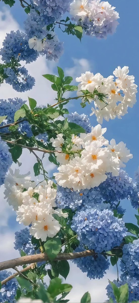 Solithra ☀️ tweet media