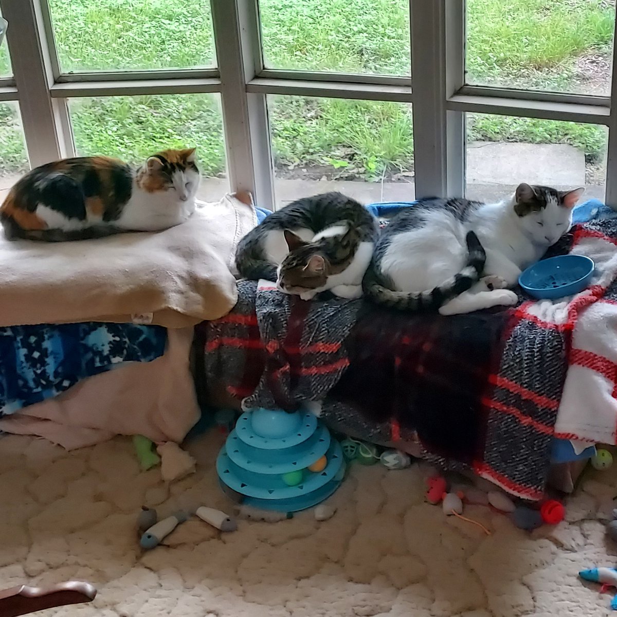 LemonSky1970's tweet image. @sarahmog @CatWome96887351 #CatsofTwitter #KittyTwitter #Cats #Caturday #Saturday 

Happy Caturday from the gang!