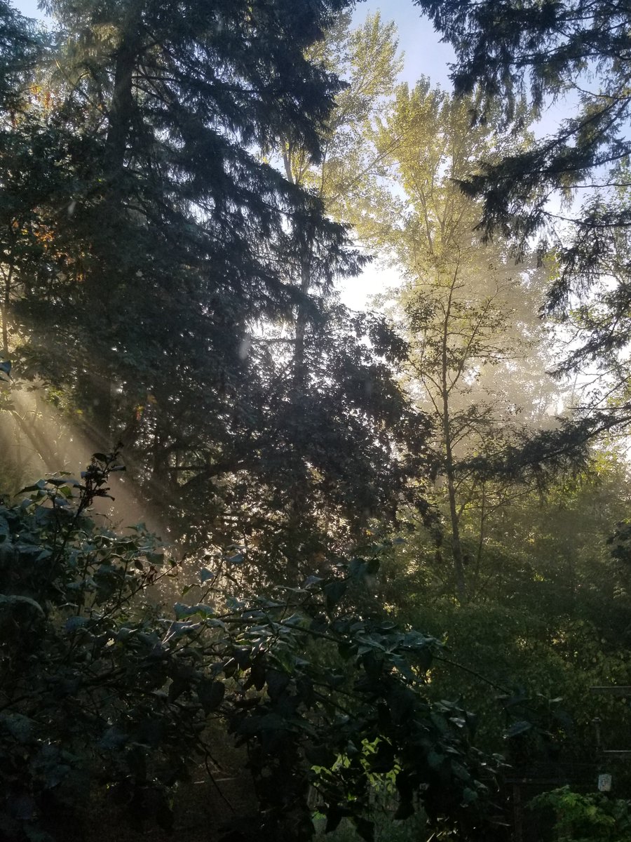 AuthorAlesa's tweet image. Early sunshine from seasons past, inspiring creative thought.

#creativewriting #inspiration #nature #spring