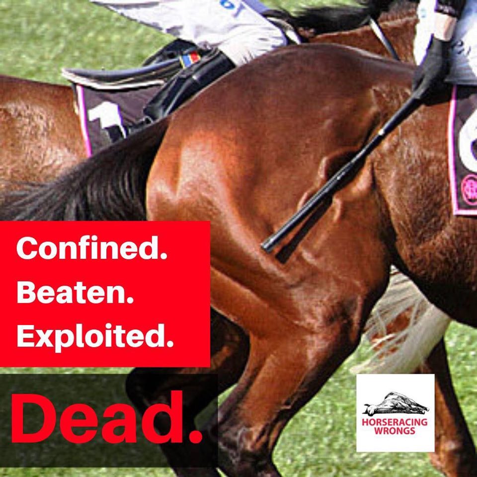 The horserace itself is an unequivocally unnatural act. “Born to run, love to compete” is a lie, at least in how the industry means it. Horses running &amp; playing in an open field bears no resemblance to what happens at a racetrack. #KentuckyDerby #TripleCrown #KyDerby #Horseracing