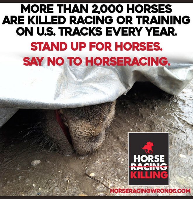 Since 2014, #HorseracingWrongs Has Confirmed 1,2131 Horse Kills at U.S. Tracks. Sadly the number will continue to rise. #KyDerby #TripleCrown TODAY is the #KentuckyDerby  TOMORROW more horses will be dead. This is not a celebration, it’s animal cruelty #HorseracingKills 🏇❌🏇❌