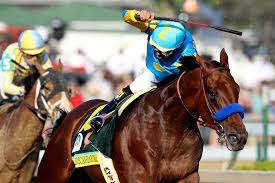 In nature horses understand self-preservation. When injured they know to stop, rest &amp; if possible heal. At the track, not only are many of the injured “urged on” by their whip-wielding mates, but often try desperately to stay w/ their artificial herds. #KentuckyDerby #KyDerby