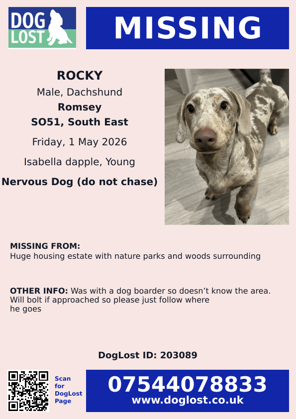 millypod1's tweet image. 🆘1 MAY 2026 #Lost Rocky #ScanMe
YOUNG Dachshund Male #PUPPY
Was with a dog boarder so doesn’t know the area😢
The Ganger Farm development in Test Valley.
#Romsey #Hampshire #SO51
doglost.co.uk/dog/203089