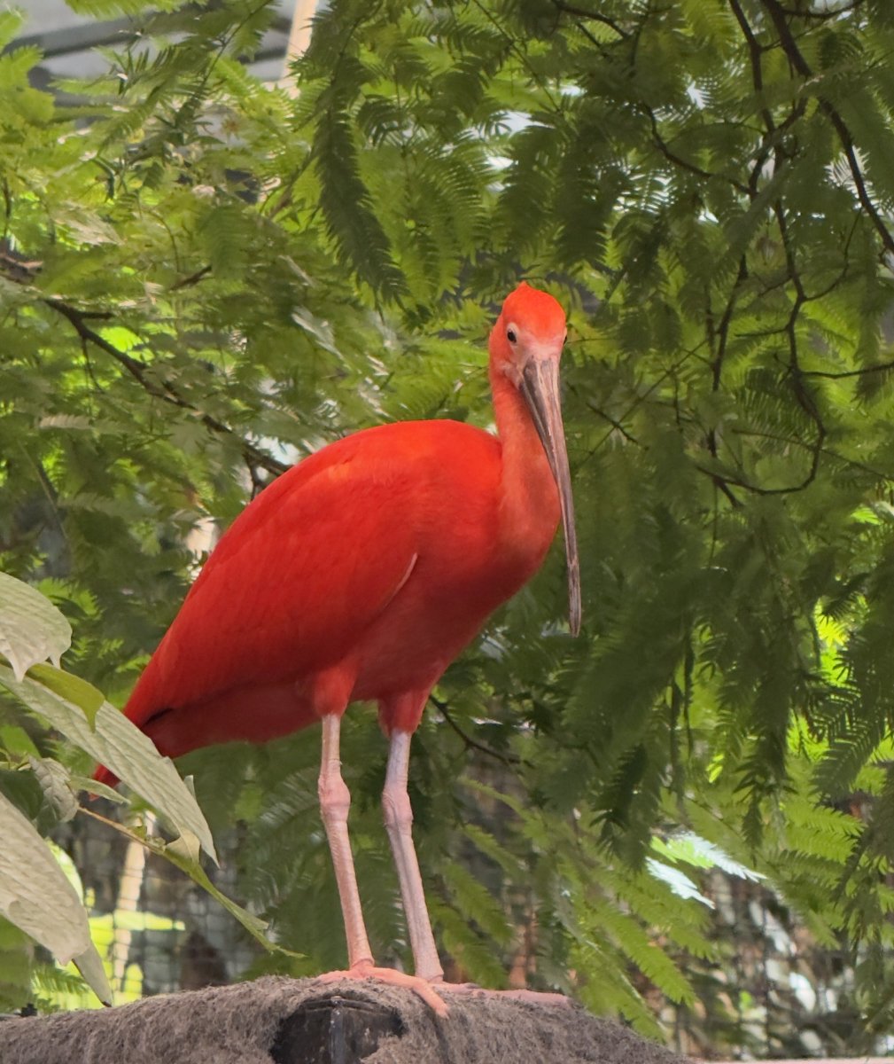 RomanP314's tweet image. Bird #bird