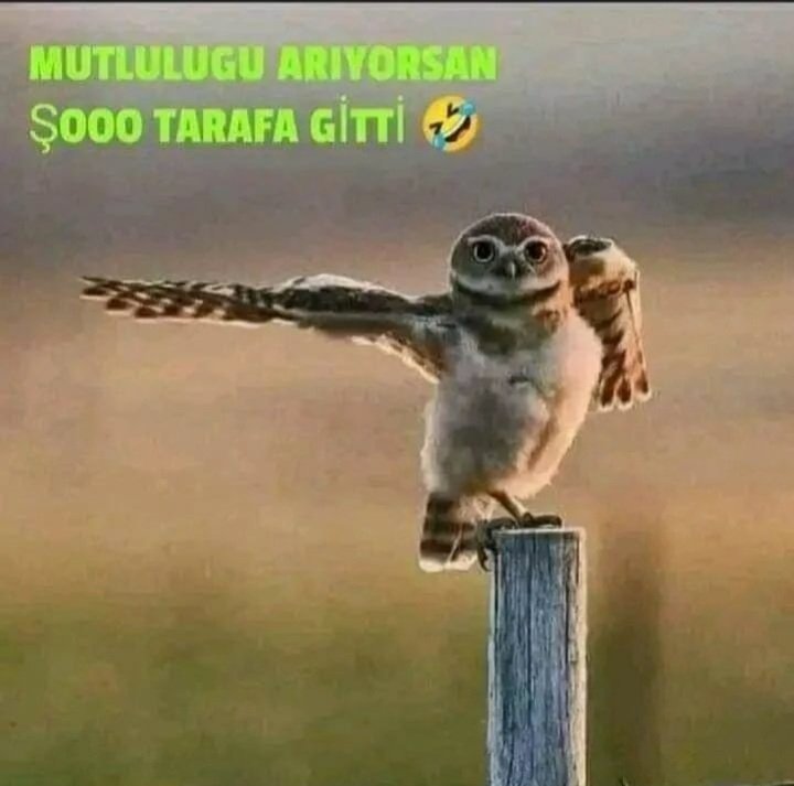 Türkan Buldum tweet media