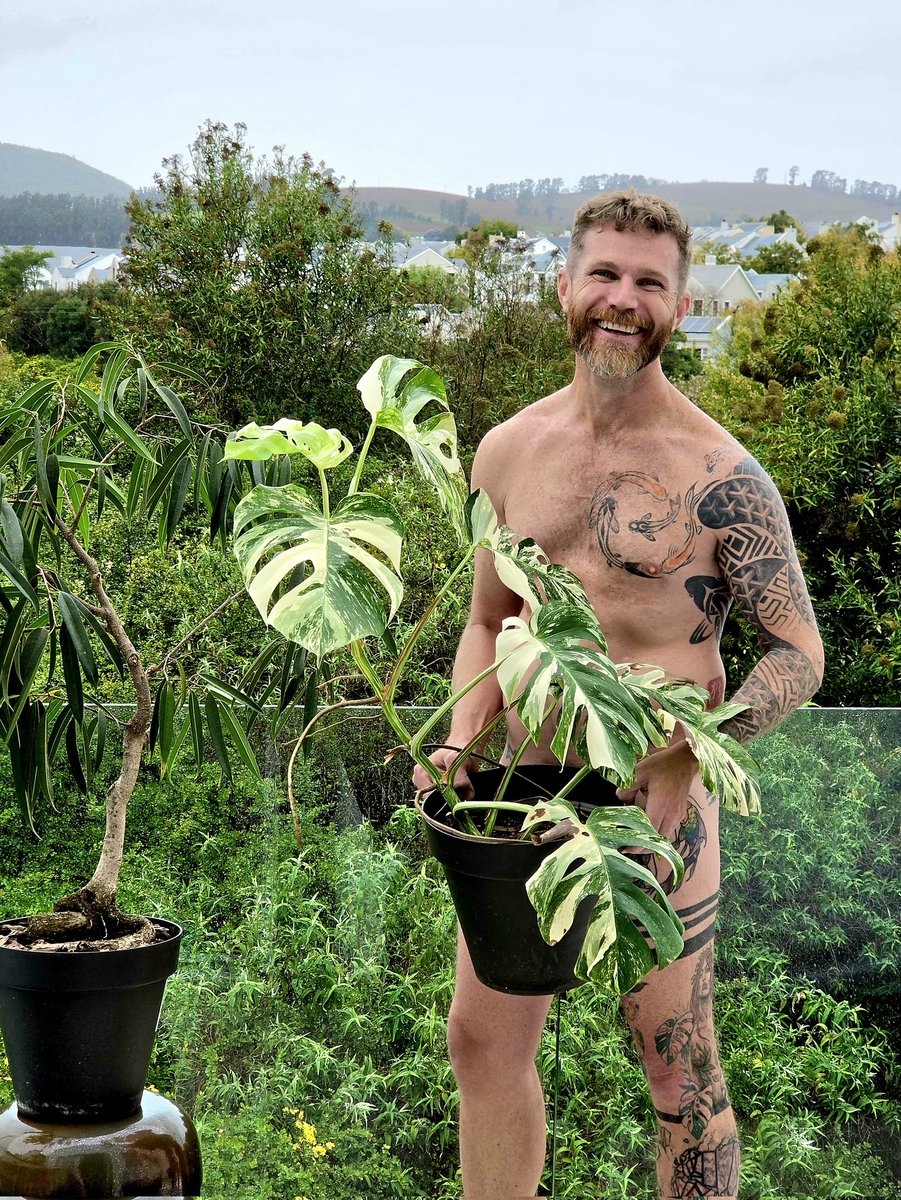 Variegated Ginger 💚 tweet media