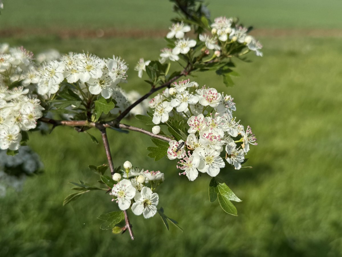 KateAgValuer's tweet photo. It’s May! https://t.co/IzvTxocvnf