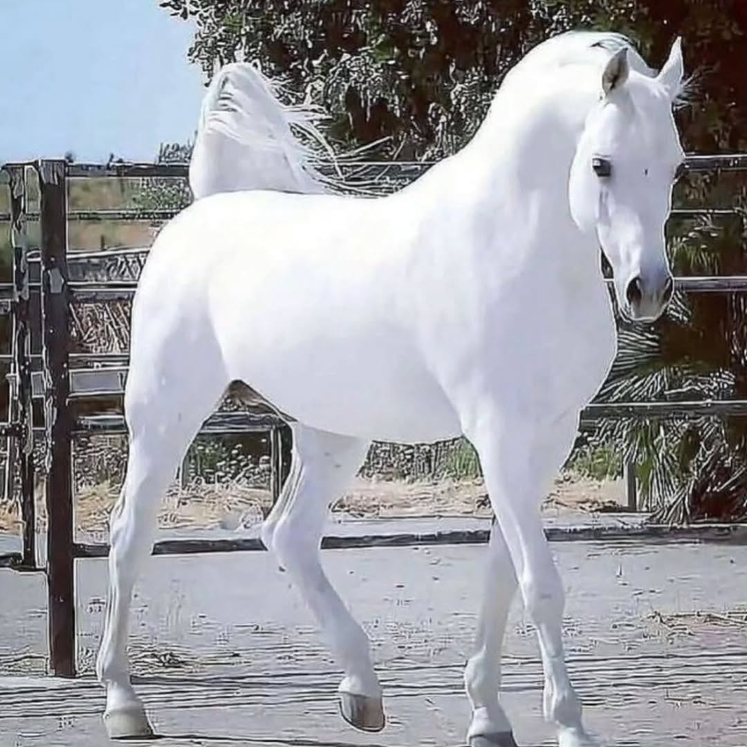 LOYAL HORSES 🐎 tweet media