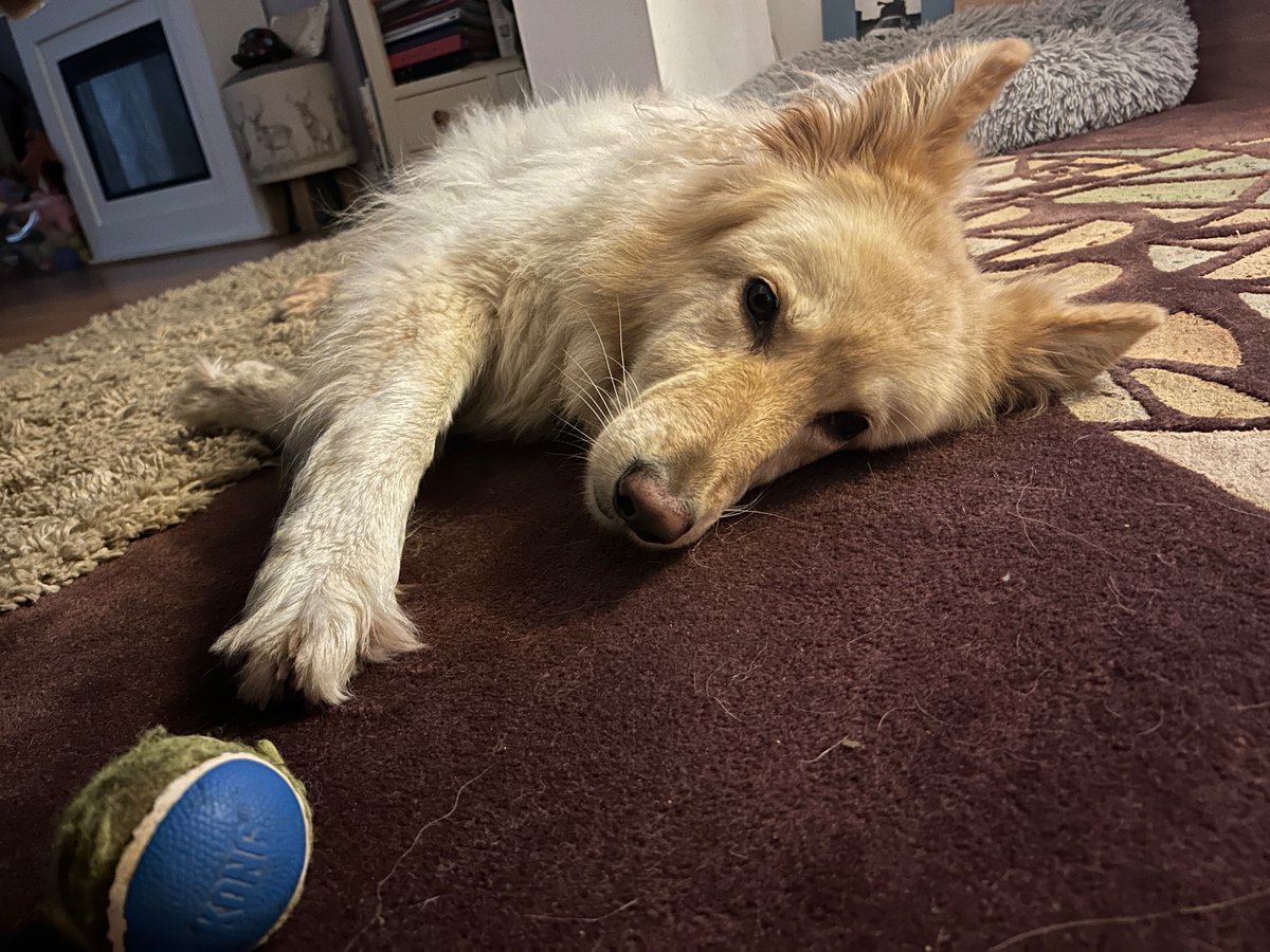 boatypat's tweet image. The ball is just beyond reach .. she wants me to roll it .. #gsd #dogsoftwitter