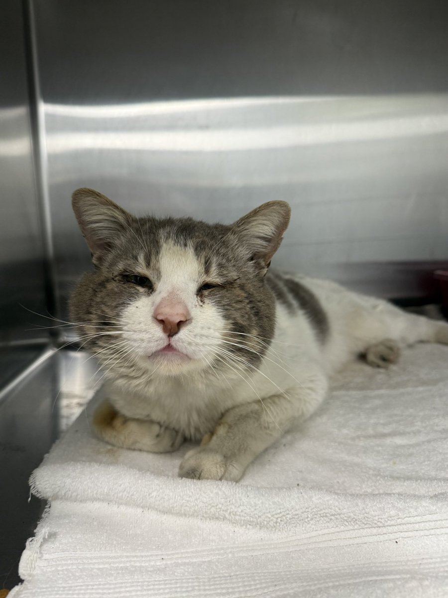 Friends of Bear Cat Rescue tweet media