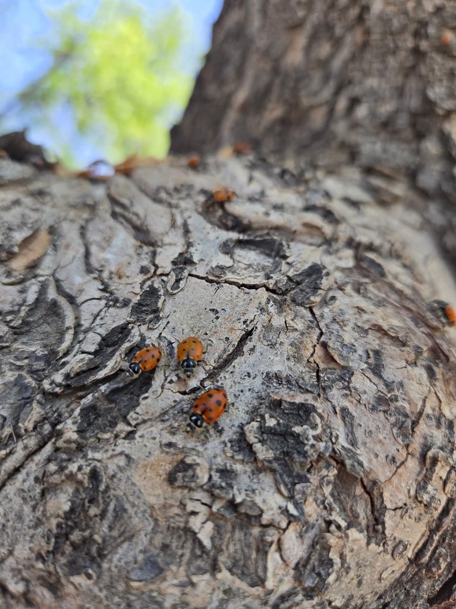 ValChavez2024's tweet image. Beautiful Saturday afternoon at the Ramirez Pecan Farm! Enjoying their Ladybug 🐞 release event and fun activities! ☀️🌈🌷🐞🪵 #HappyWeekend #dowhatyoulove