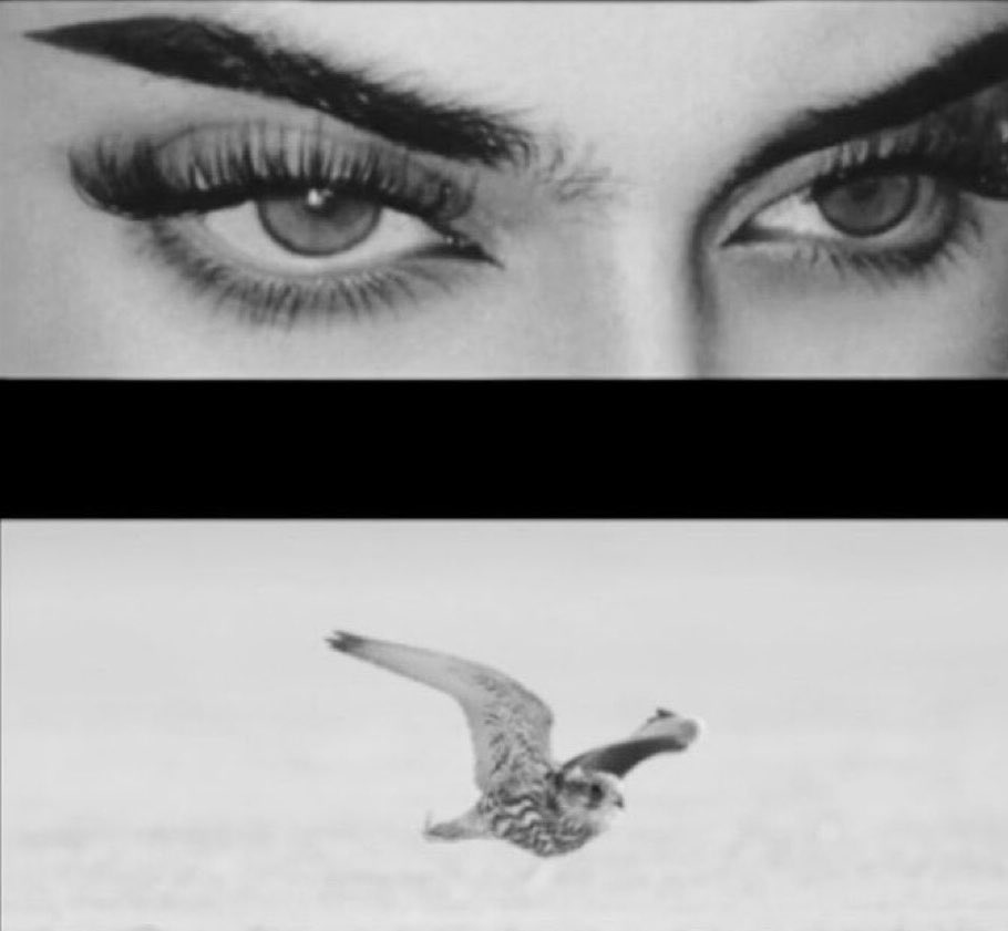 شين 𓅃 tweet media