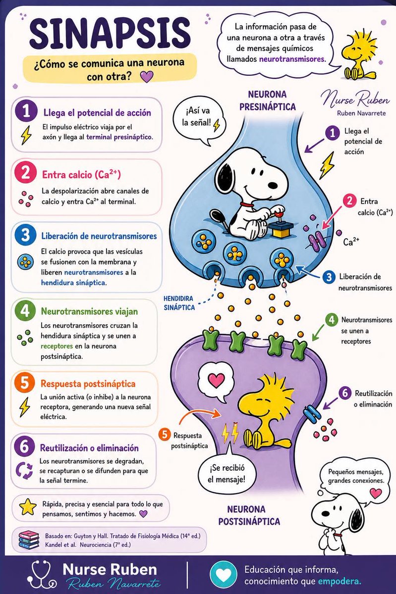 DocenciaUCMLT's tweet image. 🧠 SINAPSIS

📚 Proceso por el cual las neuronas transmiten información mediante neurotransmisores.

#Neurociencia #Fisiologia #Salud

#ParaCuriosos 

#UCMLT