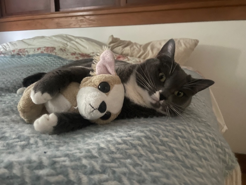 cloudy444_n's tweet image. #Cats #Caturday