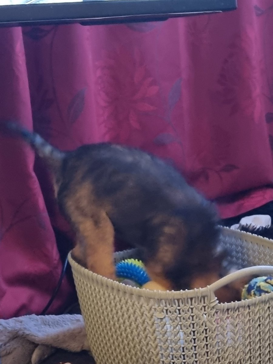 Reginald Barkley - smol fat potato! tweet media